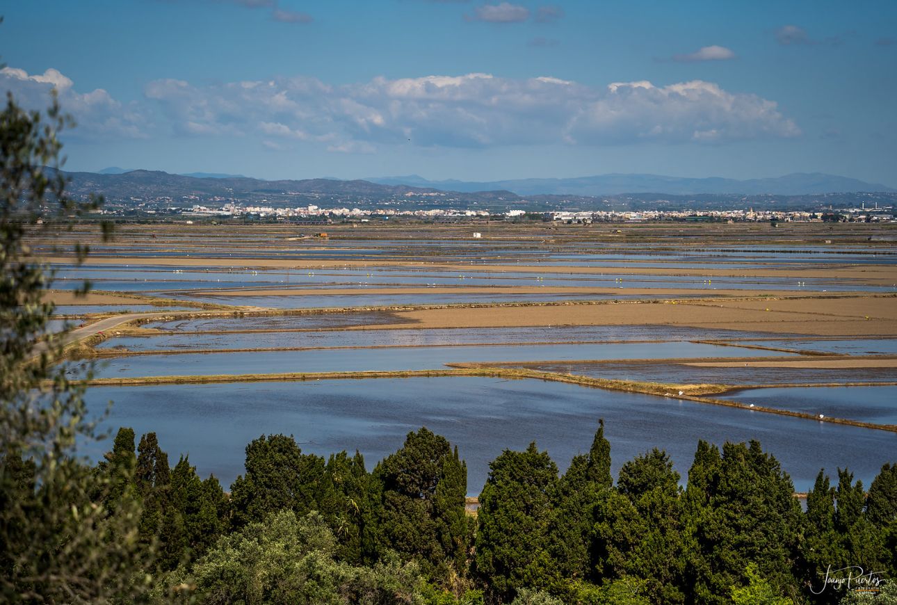Sueca, arrossars - Joanjo Puertos