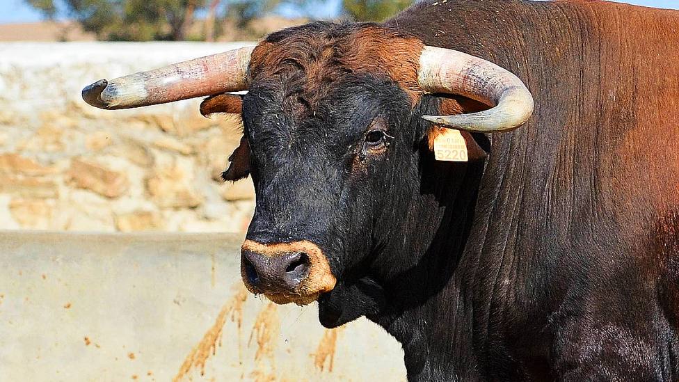 Bou / Plataforma Antitaurina d'Alfafar