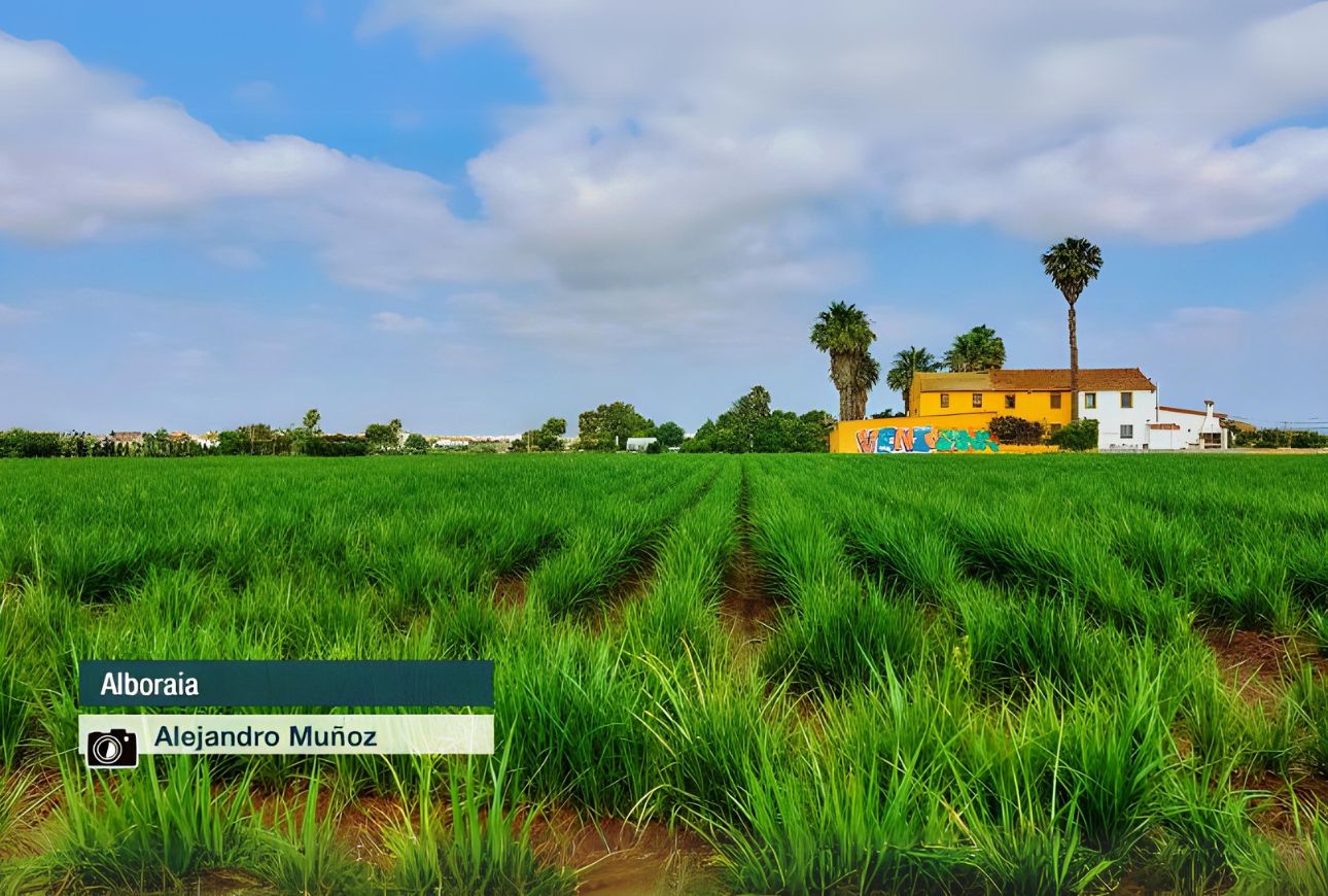 Alboraia - Alejandro Muñoz