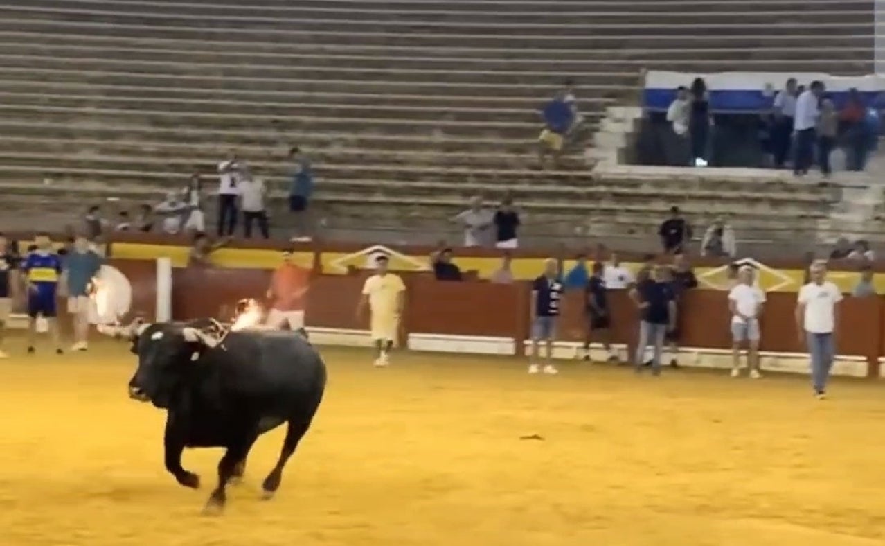 Bou embolat a Alacant | Rafa Mas (@Ra_Mas)

