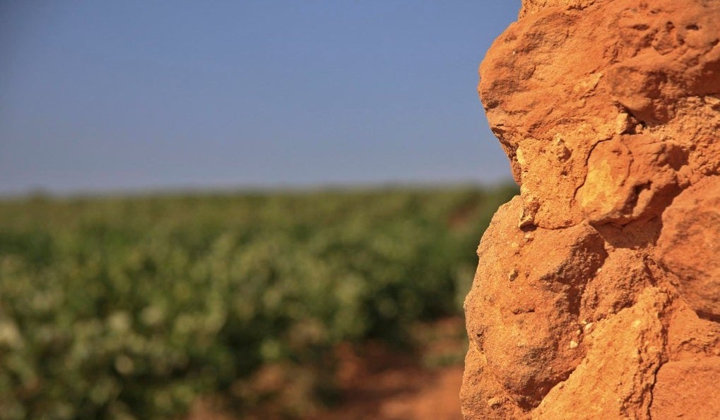 Vinyes a Utiel / Guillermo Baixauli - Flickr