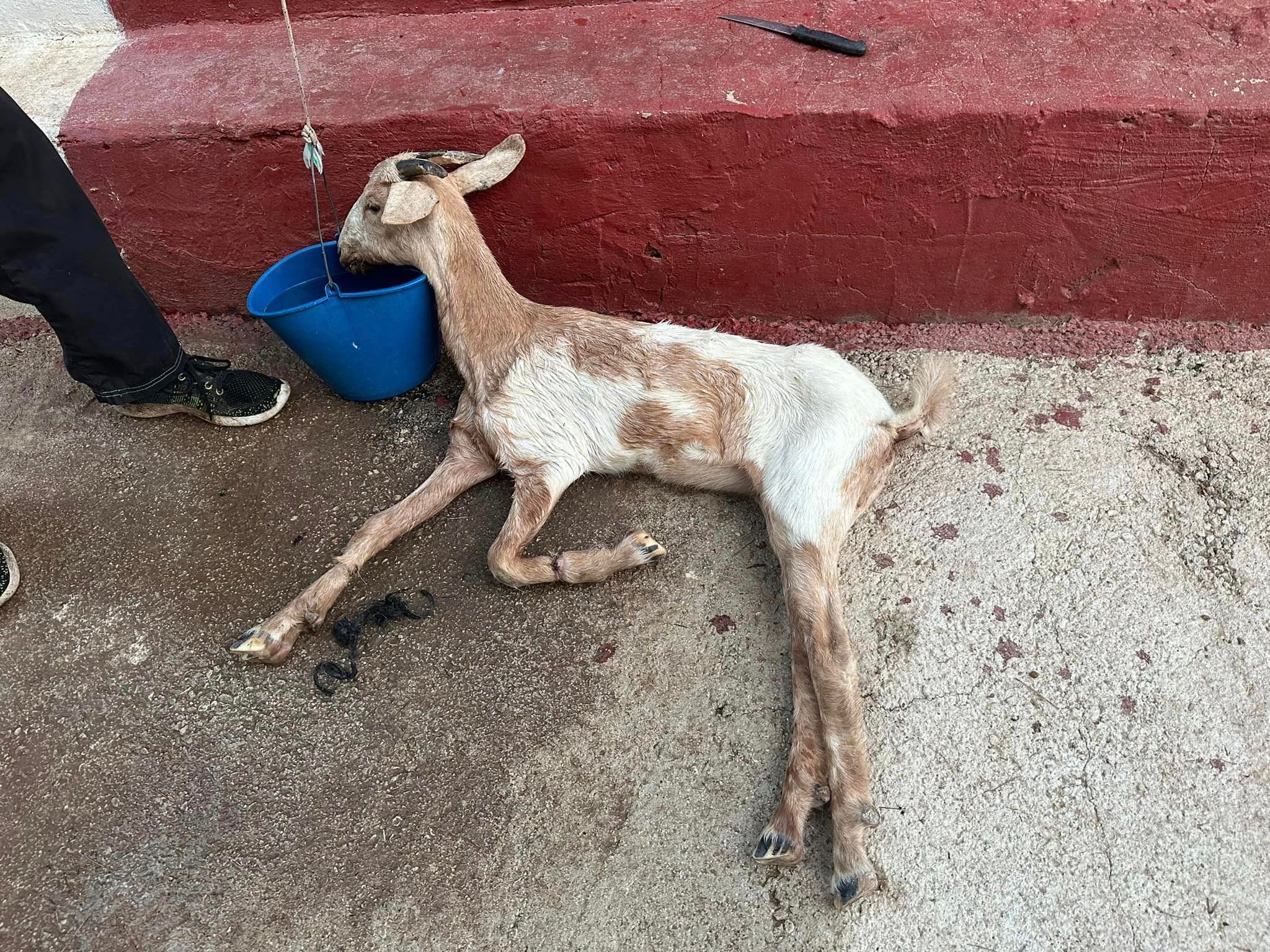Cabra rescatada al Baix Segura