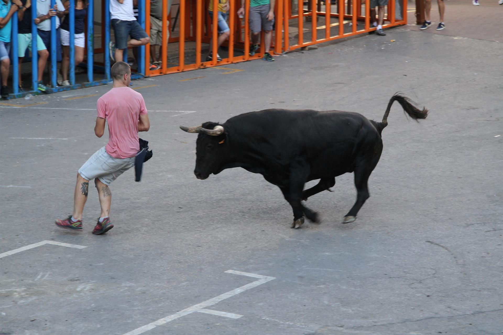 Bous al carrer en una imatge d'arxiu