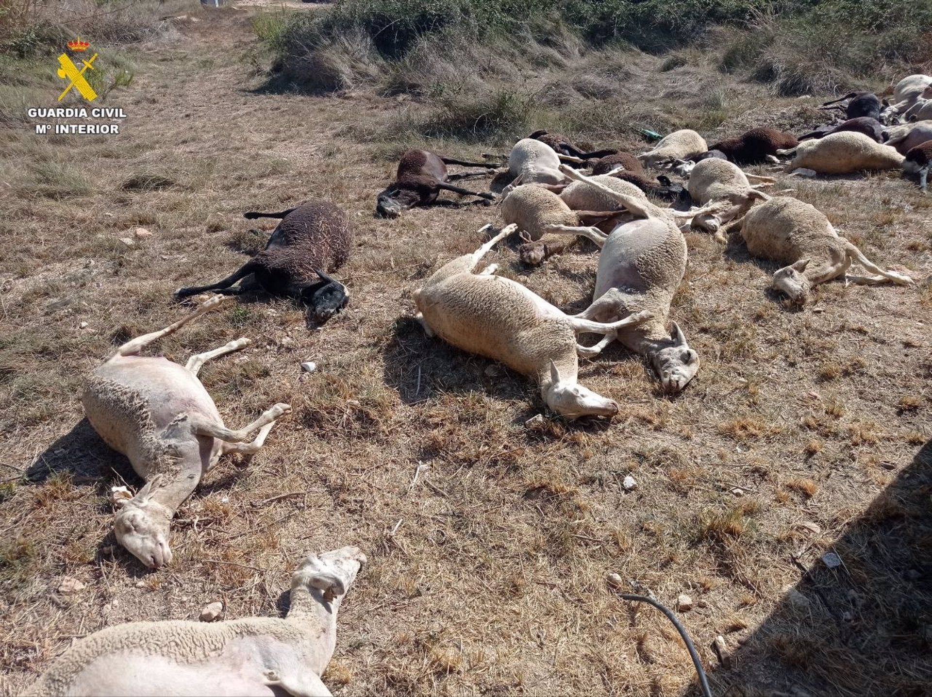 Ovelles mortes a Benifaió / Europa press