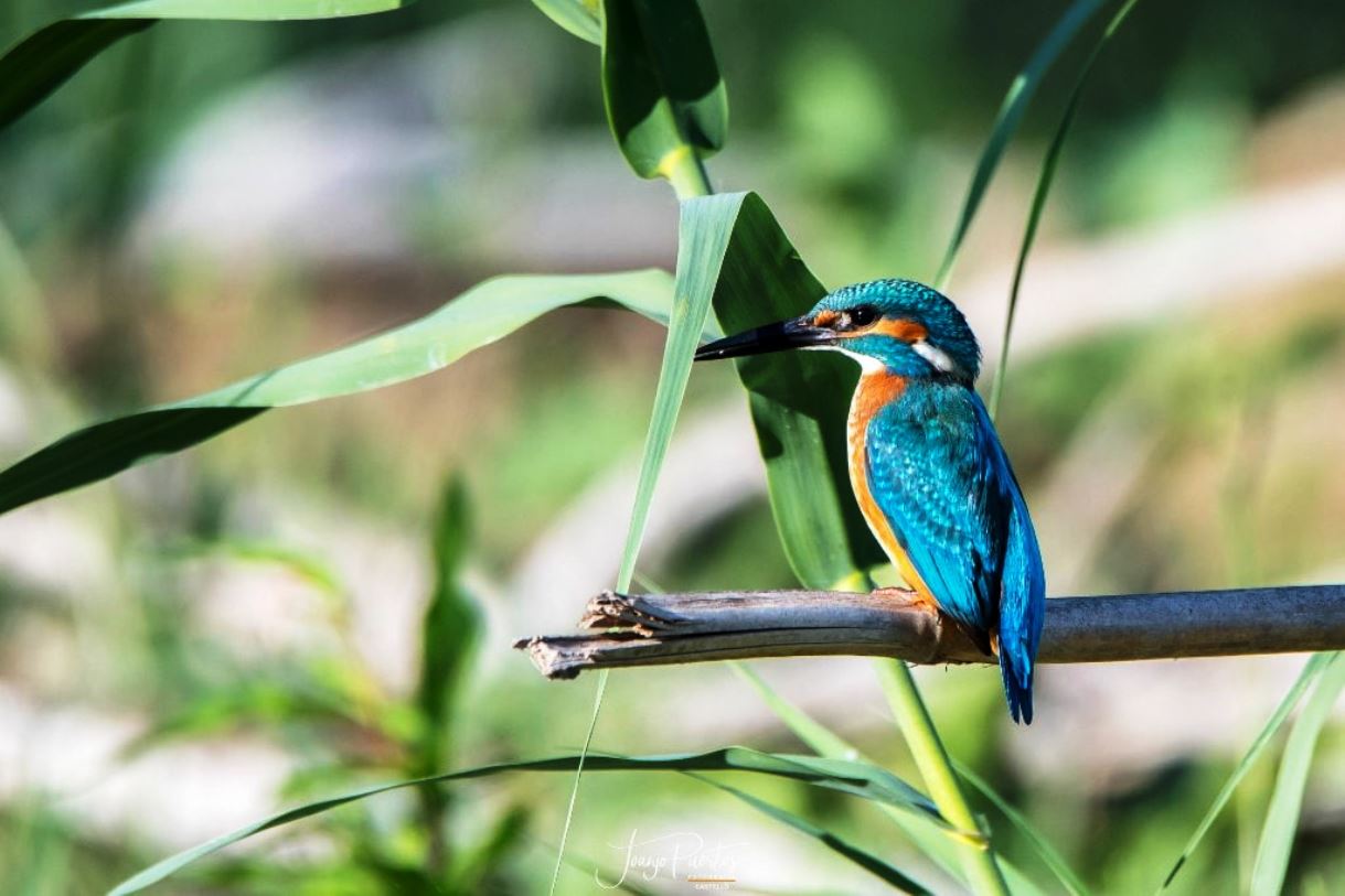Martinet - Joanjo Puertos