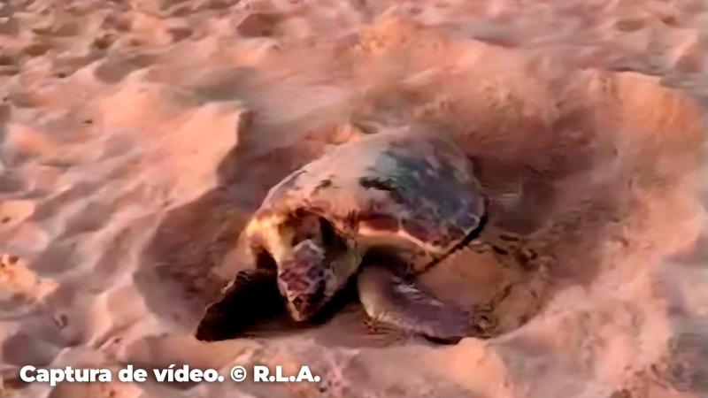 Una tortuga babau apareix a Benidorm | Ajt de Benidorm