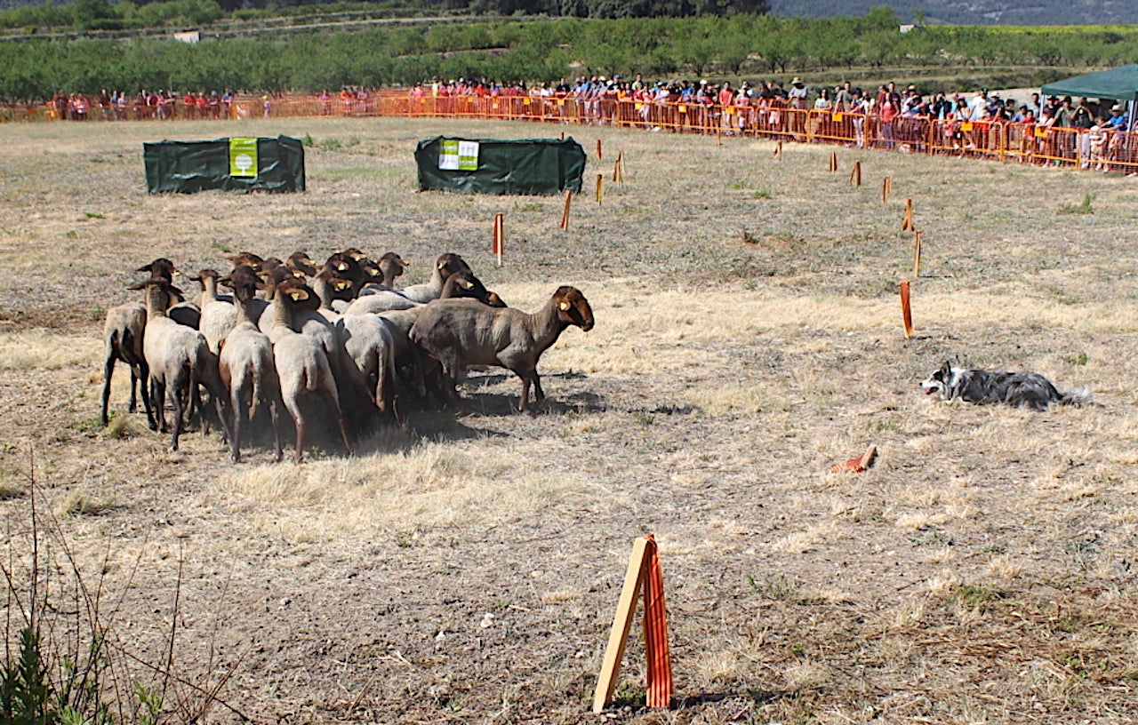 Concurs de gossos de ramat