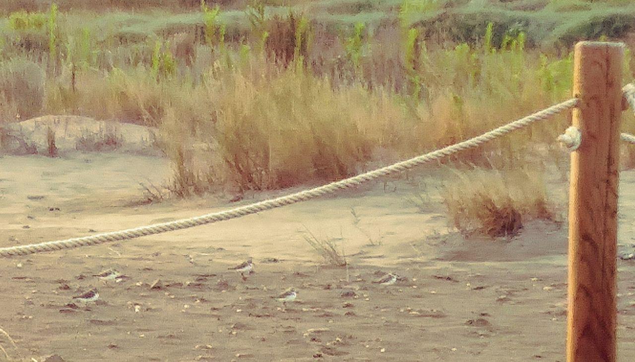 Corriol camanegre a la marjal de Rafalell i Vistabella / AE-Agró