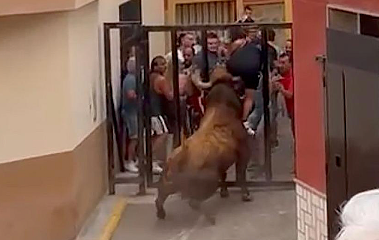 Un bou enganxa un home a la Vall d'Uixó | Arxiu