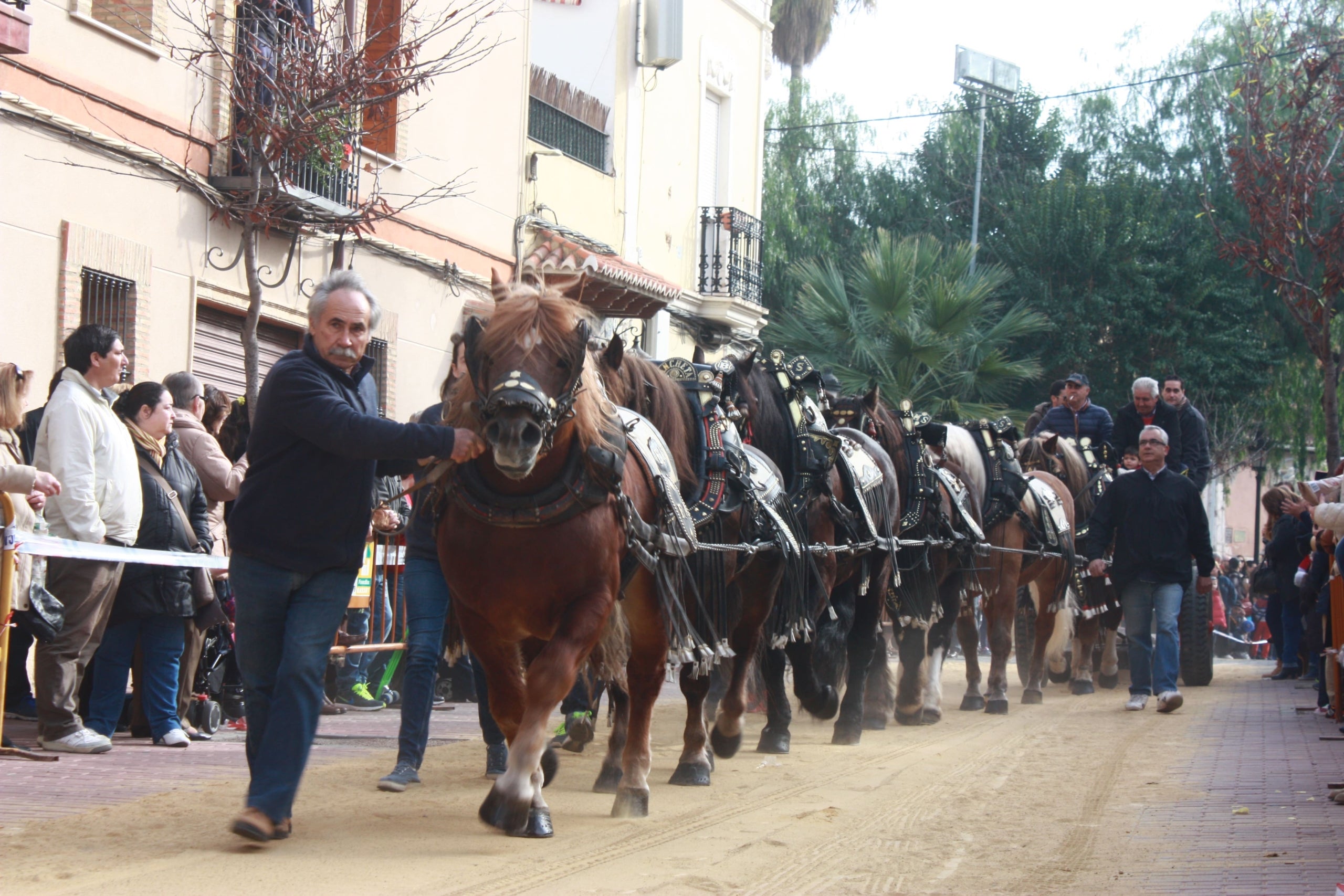 Celebració amb cavalls de Sant Antoni Abat a Burjassot (Horta Nord)