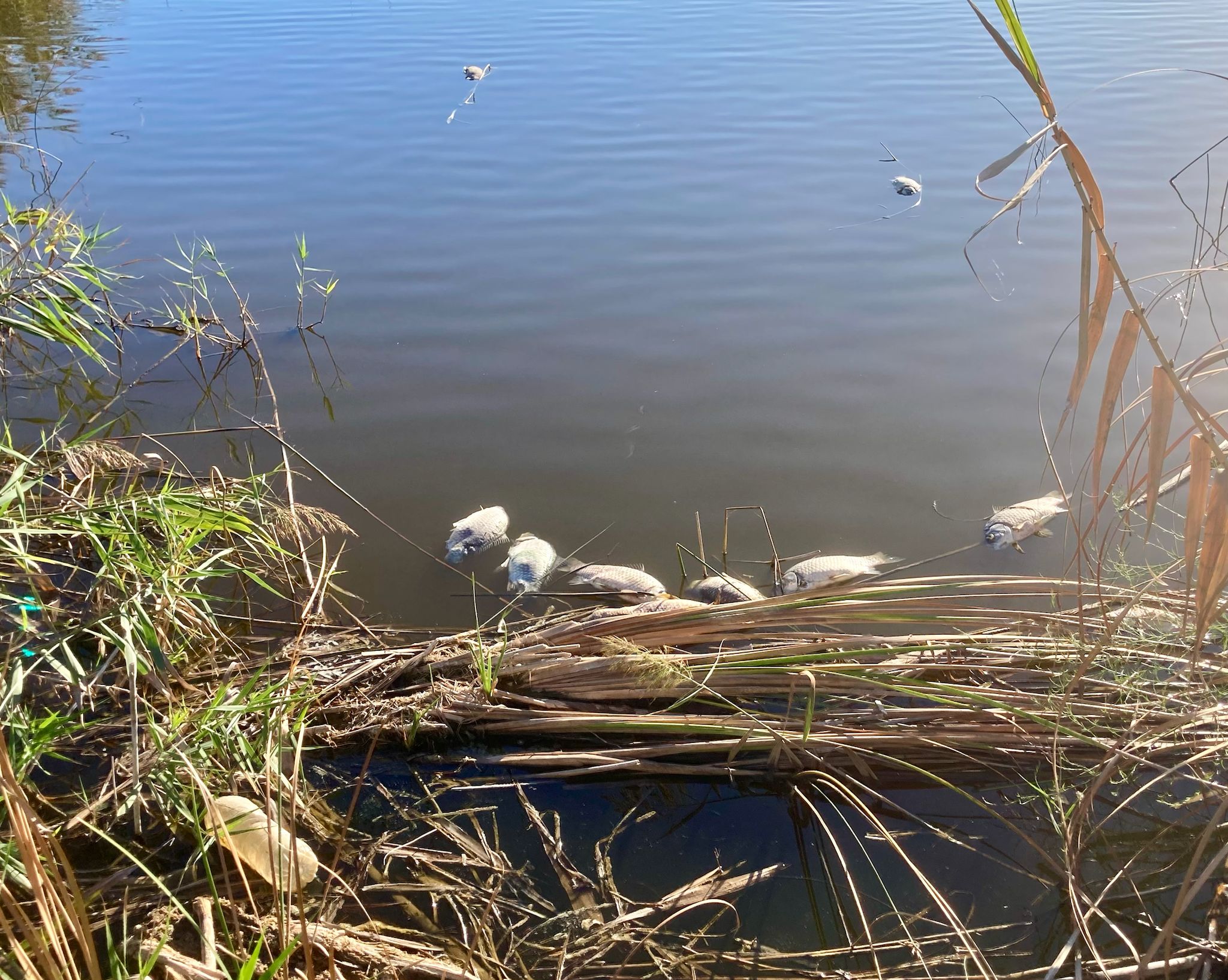 Marjal d'Almenara amb peixos morts / AE-Agró