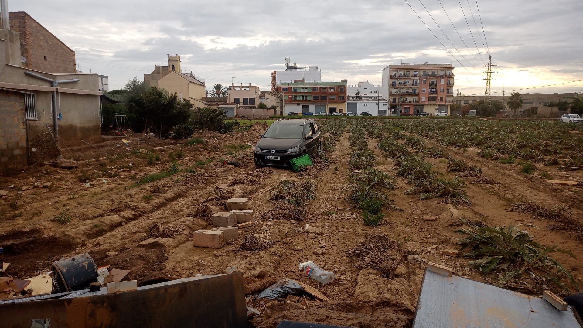 Un cotxe enmig d'un camp de carxofes a Pinedo
