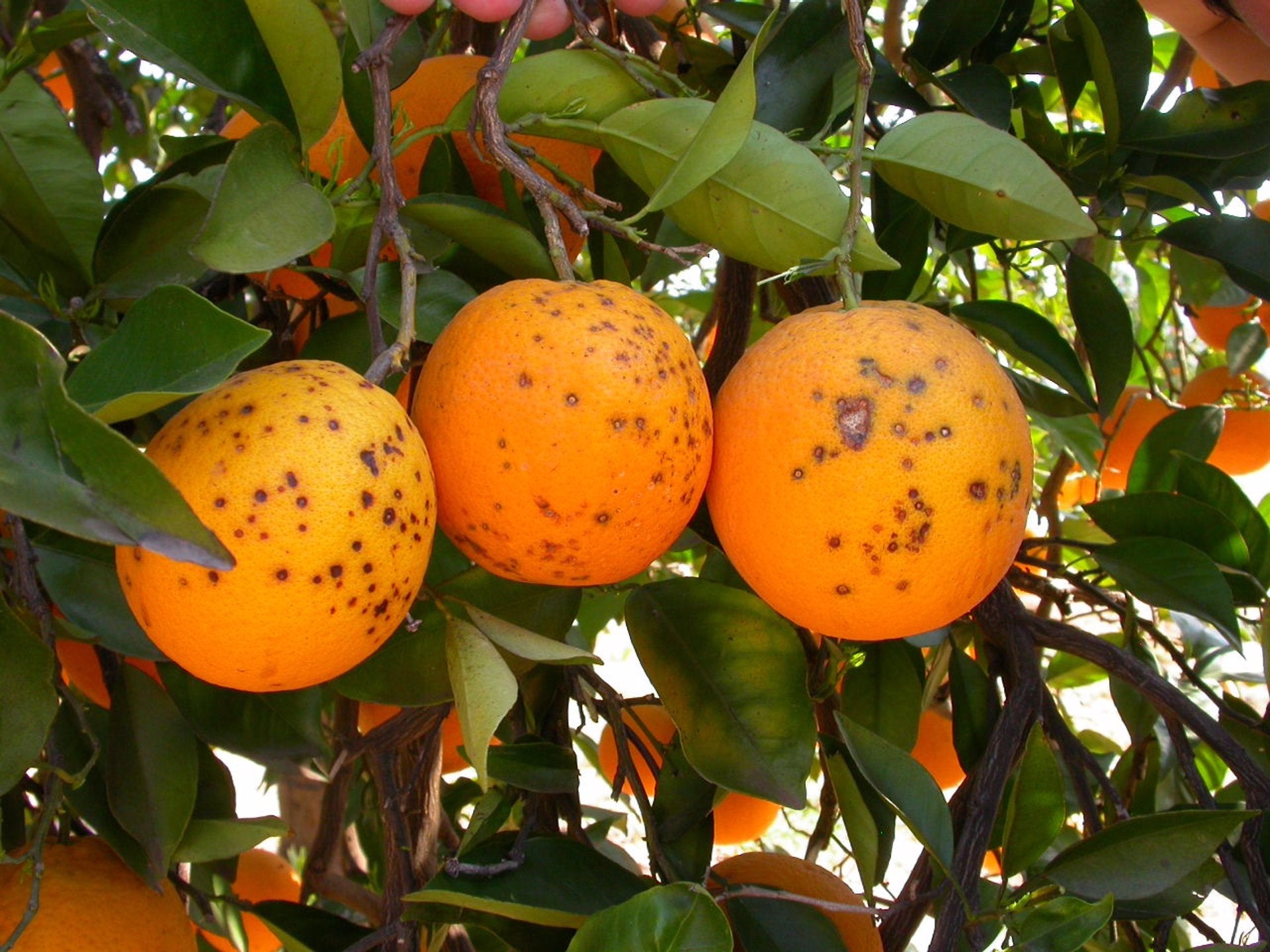 Taronges / Europa Press
