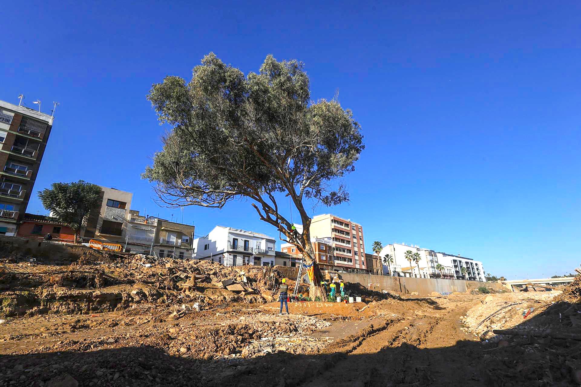 L'eucaliptus que ha resistit la força de l'aigua al barranc de Xiva, a Paiporta | Rober Solsona | EP