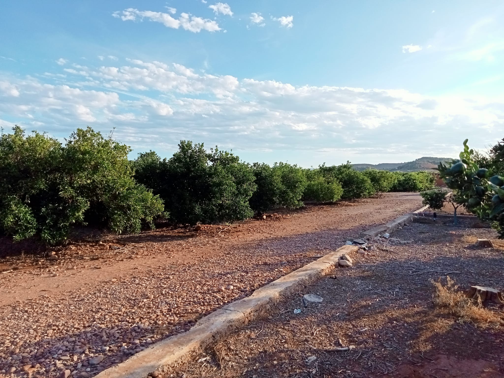 Camp de tarongers, amb el terra sense comberta vegetal i compactat