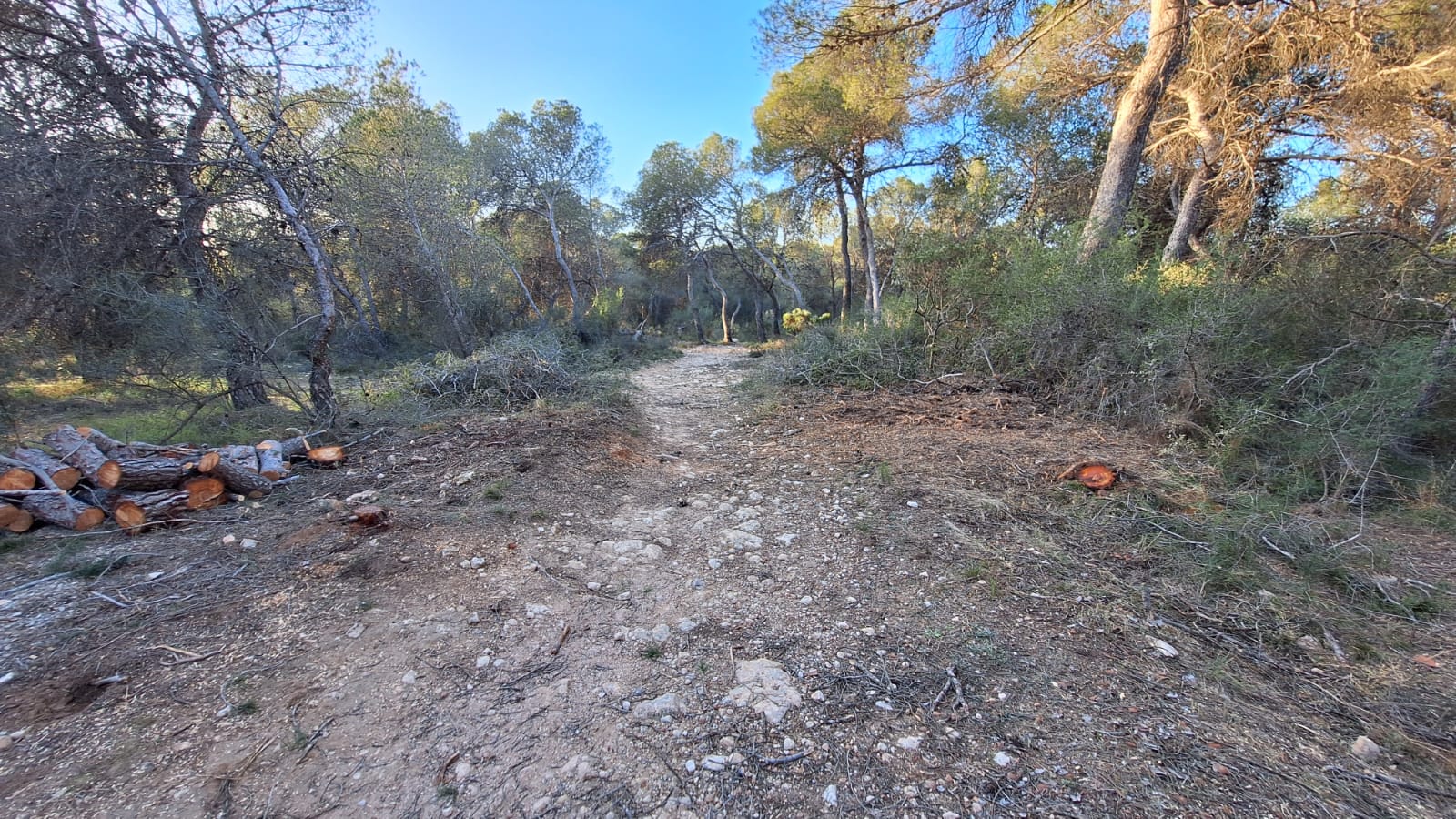 Camí il·legal al Parc Natural de la Vallesa / Aliança per l'Emergència Climàtica