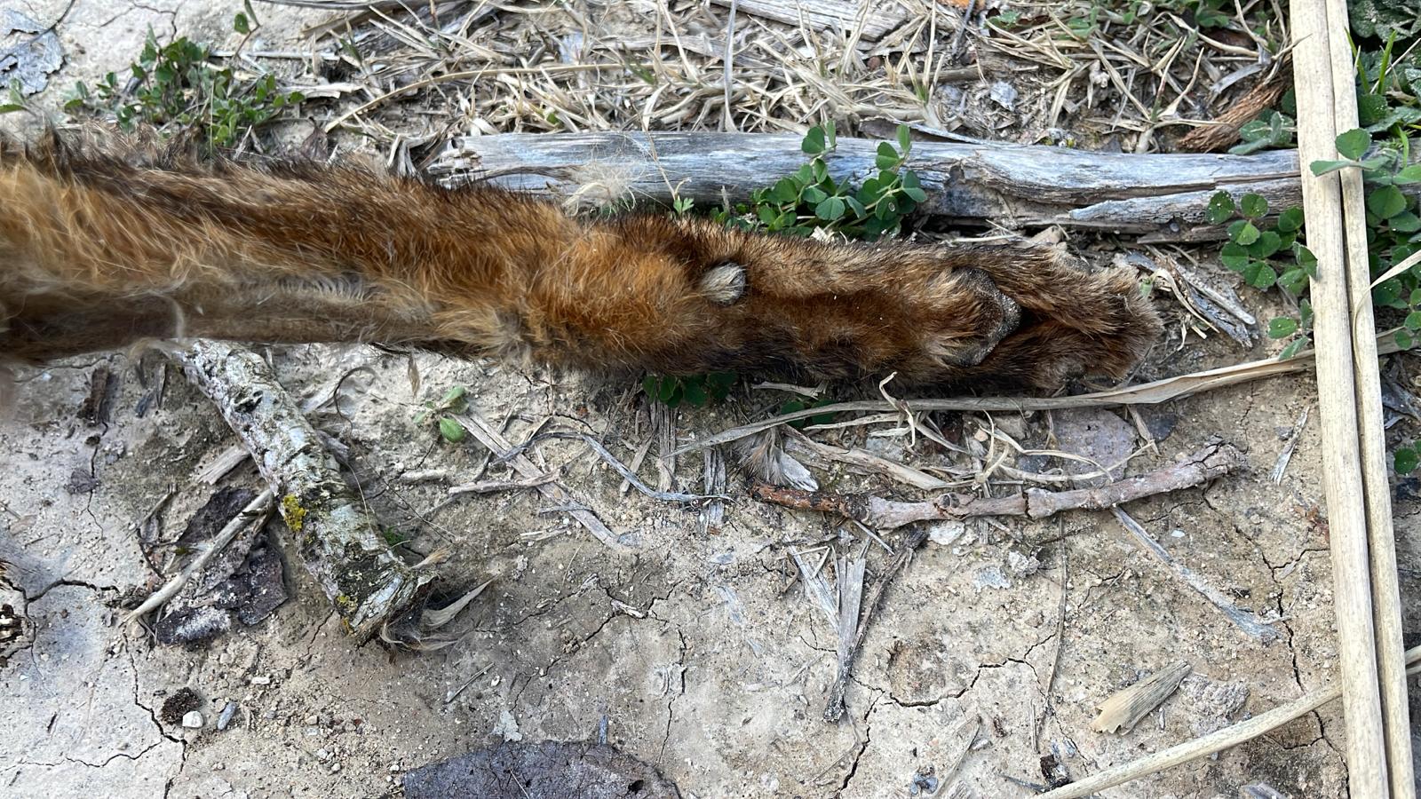 / Free Fox