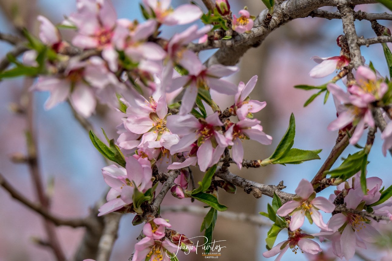 Ametler amb flor - Joanjo Puertos