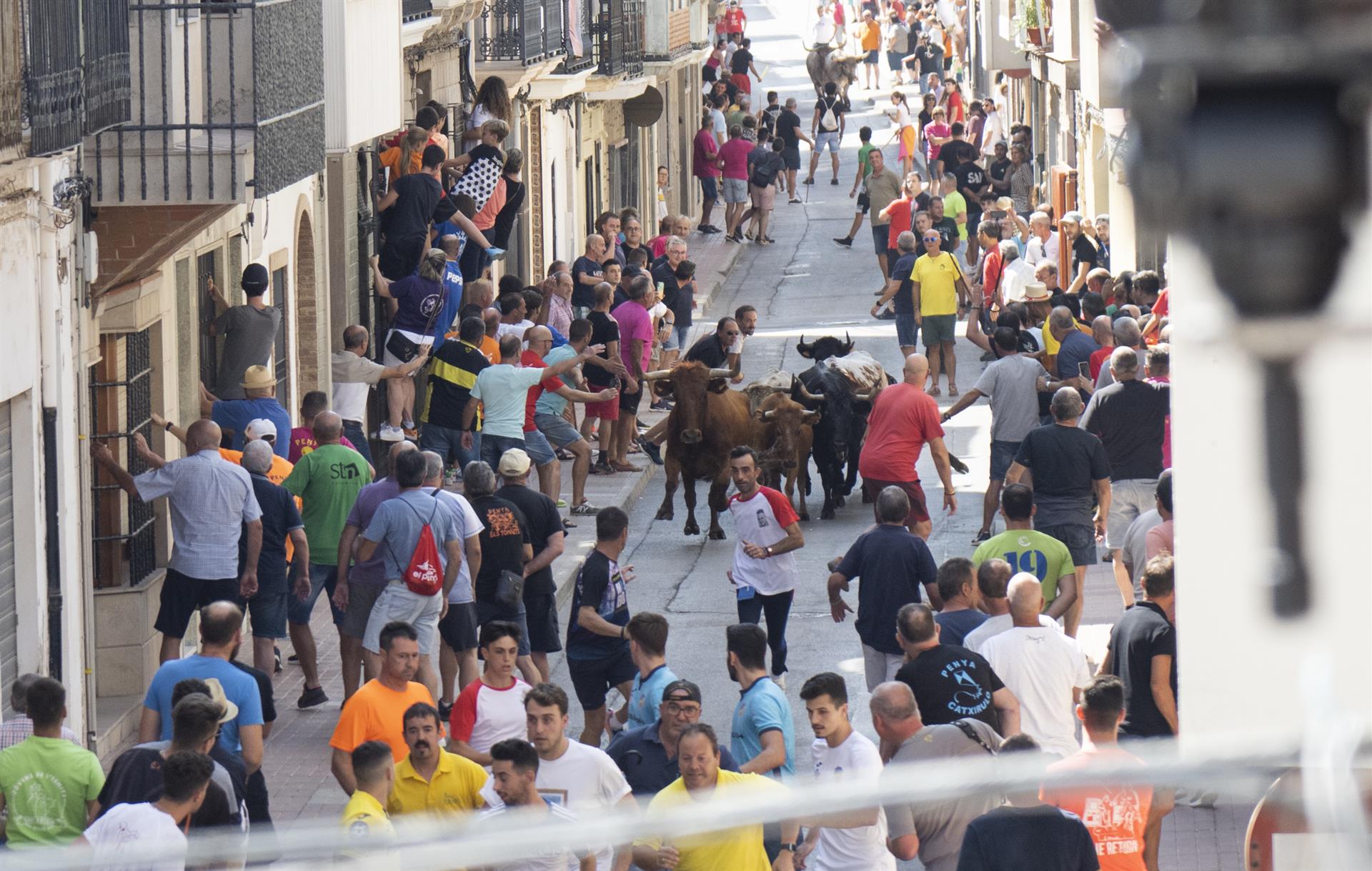Bous al carrer a la Vilavella (la Plana Baixa) | EP