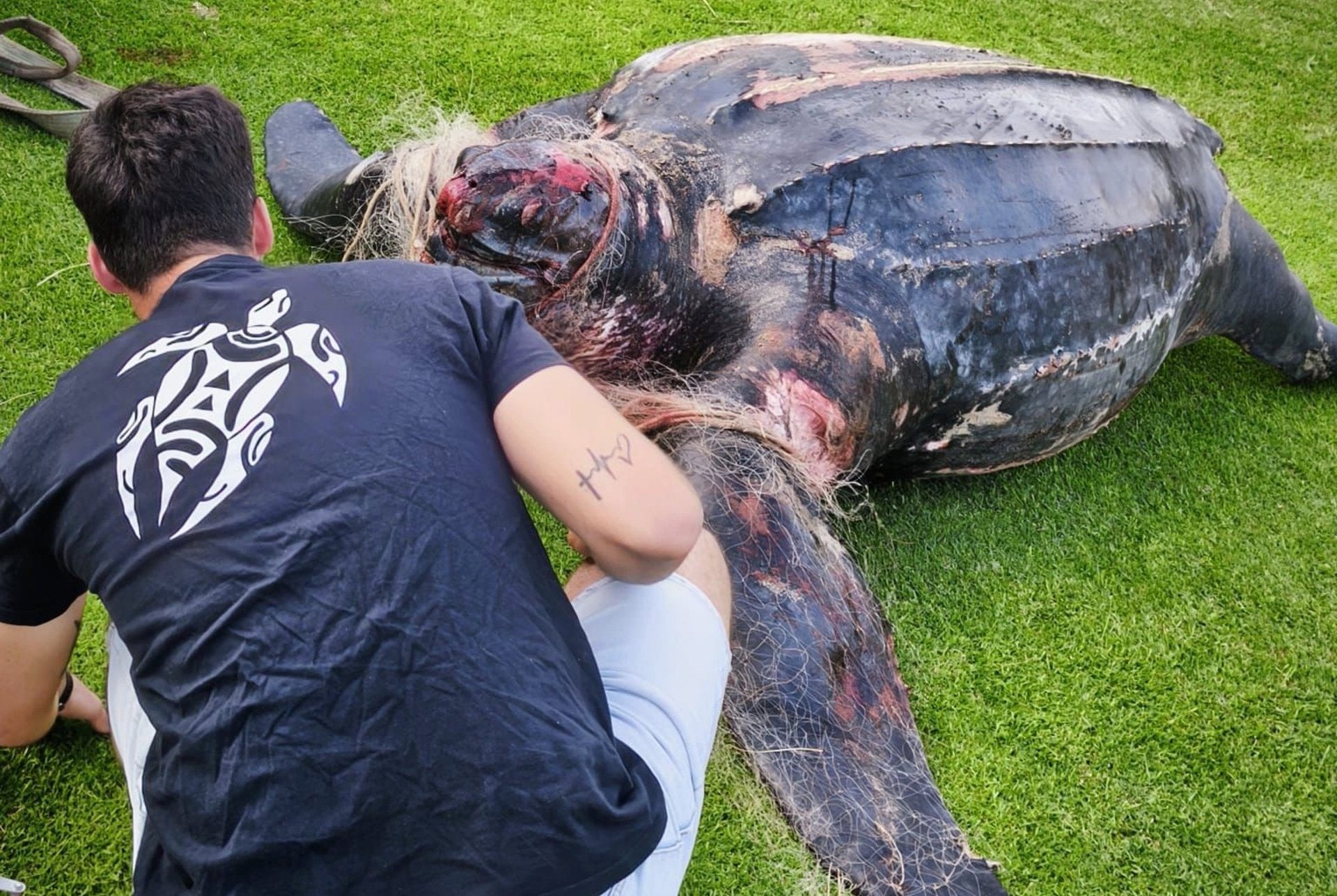 Tortuga llaüt morta a la platja del Parador del Saler | EP