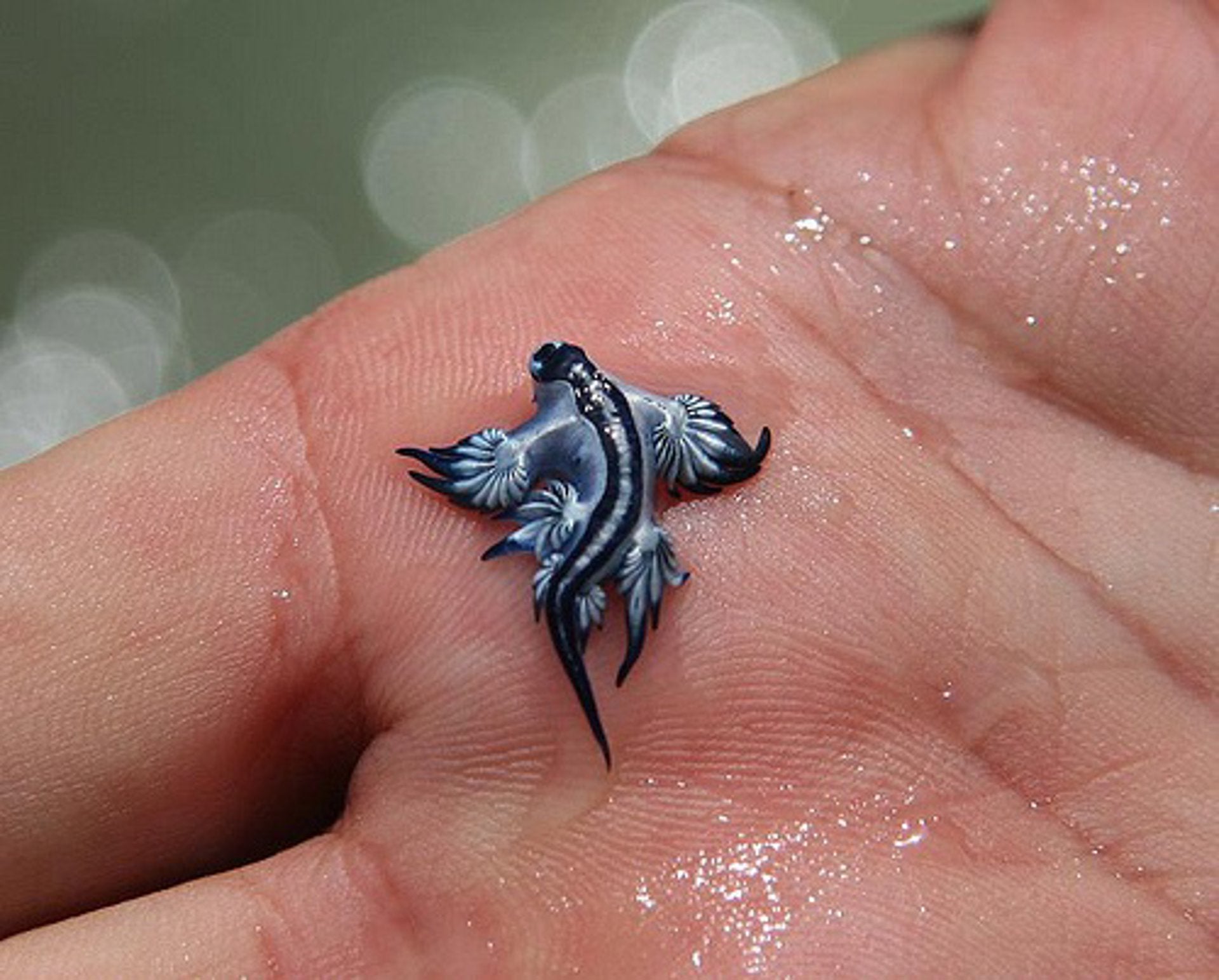 Dragonet Blau (Glaucus atlanticus), Canet d'en Berenguer (el Camp de Morvedre) | EP