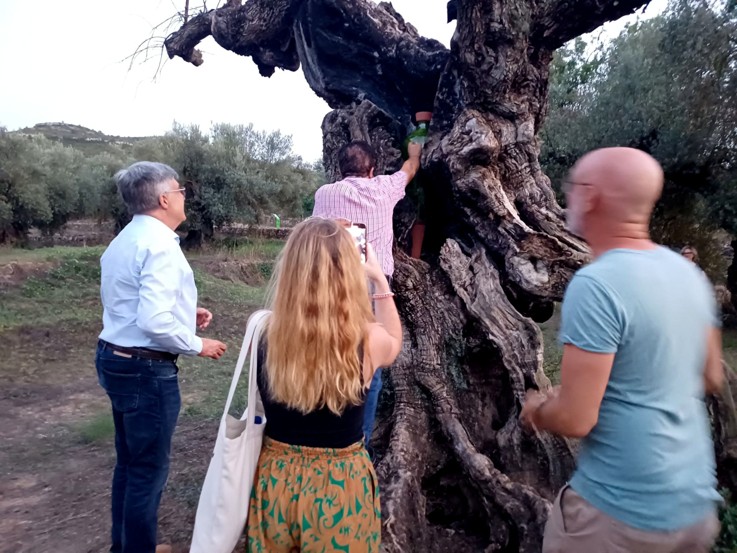 Diverses persones dipositen notes en una peça ceràmica dins d'una olivera mil·lenària morta d'Ulldecona | ACN