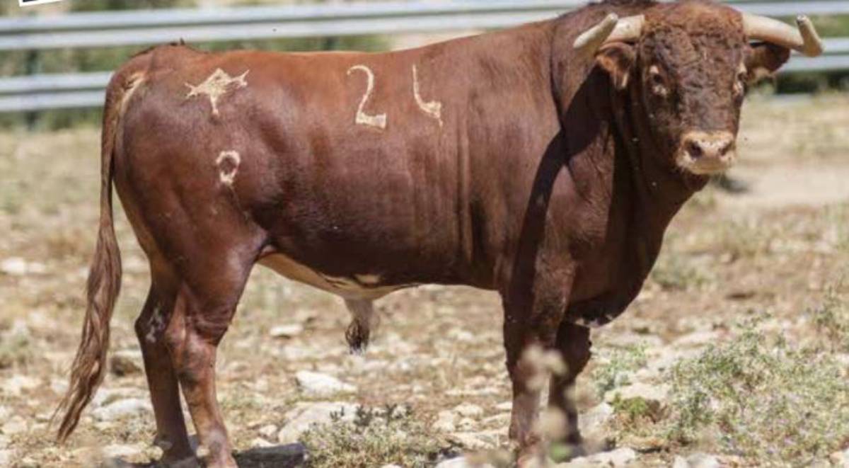 El bou 'Armada', hauria mort a Borriol després de patir diferents tipus de maltractament