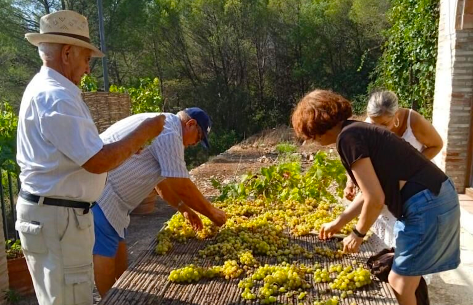 Festa de l''Escaldà' del raïm, a Ròtova | Ajuntament de Ròtova
