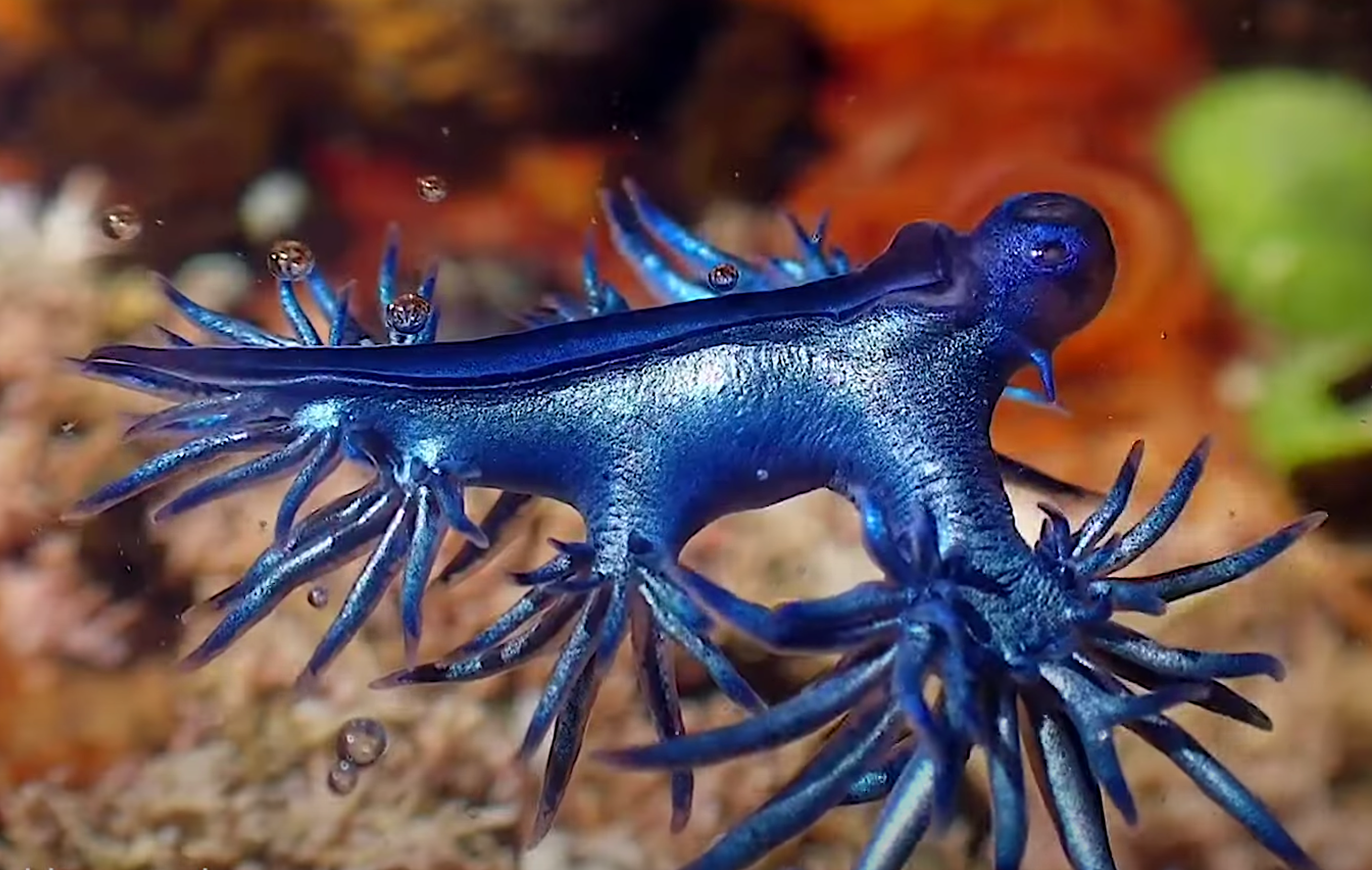Dragonet blau (Glaucus atlanticus)