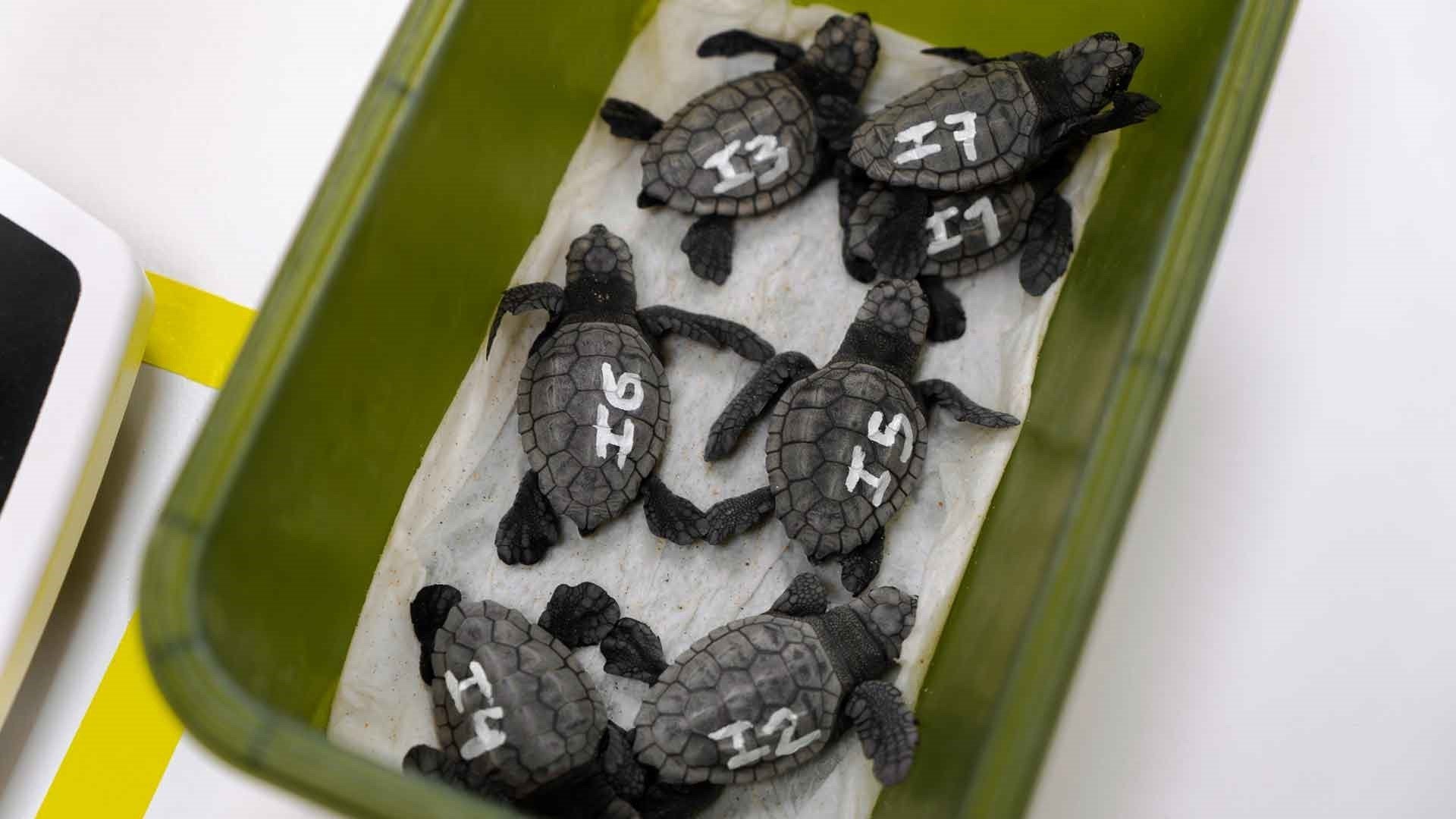 Alguns dels exemplar de de tortuga careta o babaua nascuts a la platja de Llevant de Benidorm