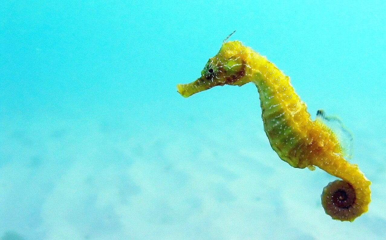 'Hippocampus guttulatus' | Wikimedia Commons