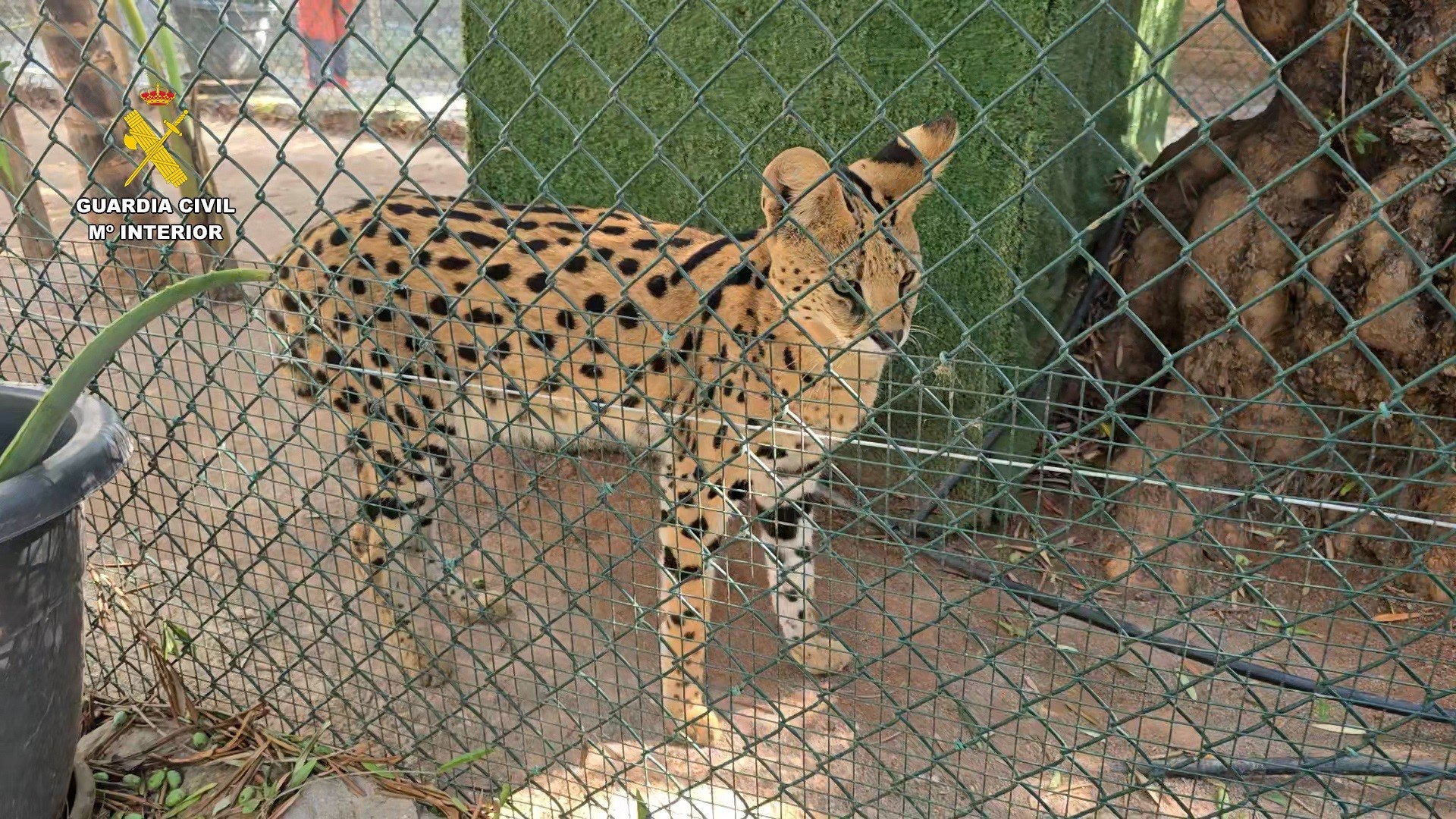 Entre els més de 150 exemplars, hi ha dos servals