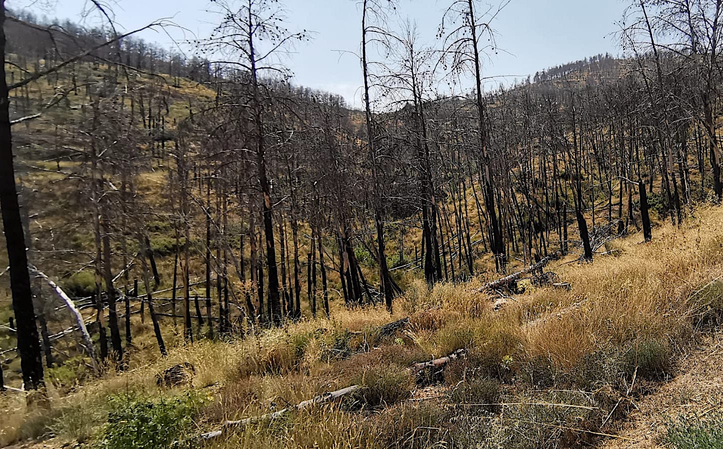 Zona cremada en l'incendi de Begís del 2022, en l'actualitat