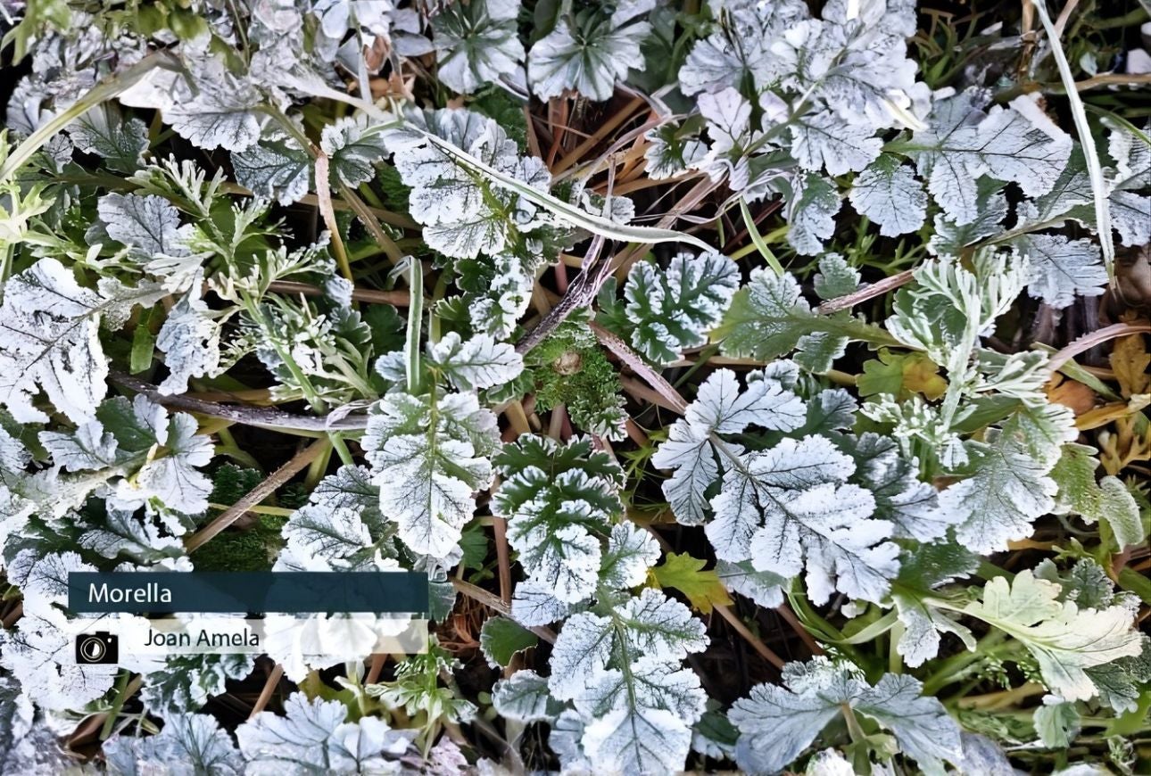 Morella - Joan Amela
