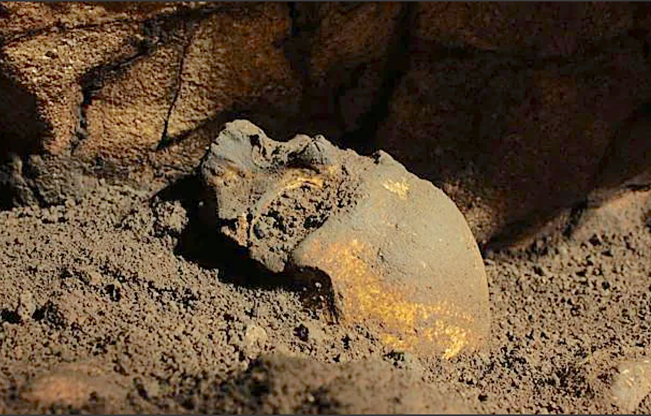 Crani de 5.000 anys d'antiguitat trobat a la Cova del Randero, a Pedreguer | Diputació d'Alacant