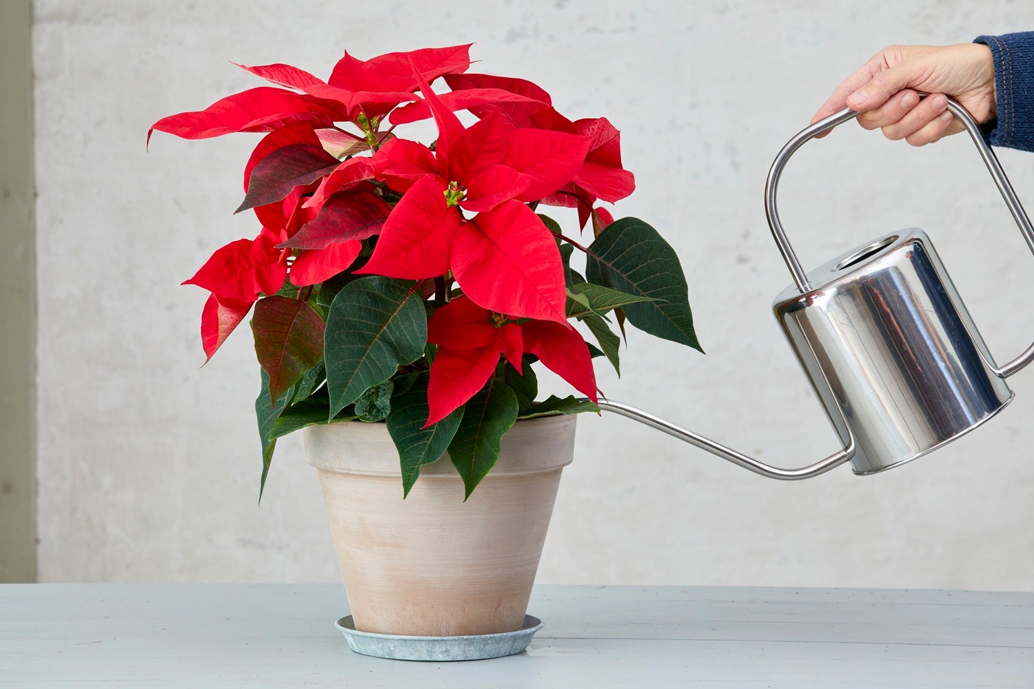 Flor de Nadal o ponsètia | Stars of Europe