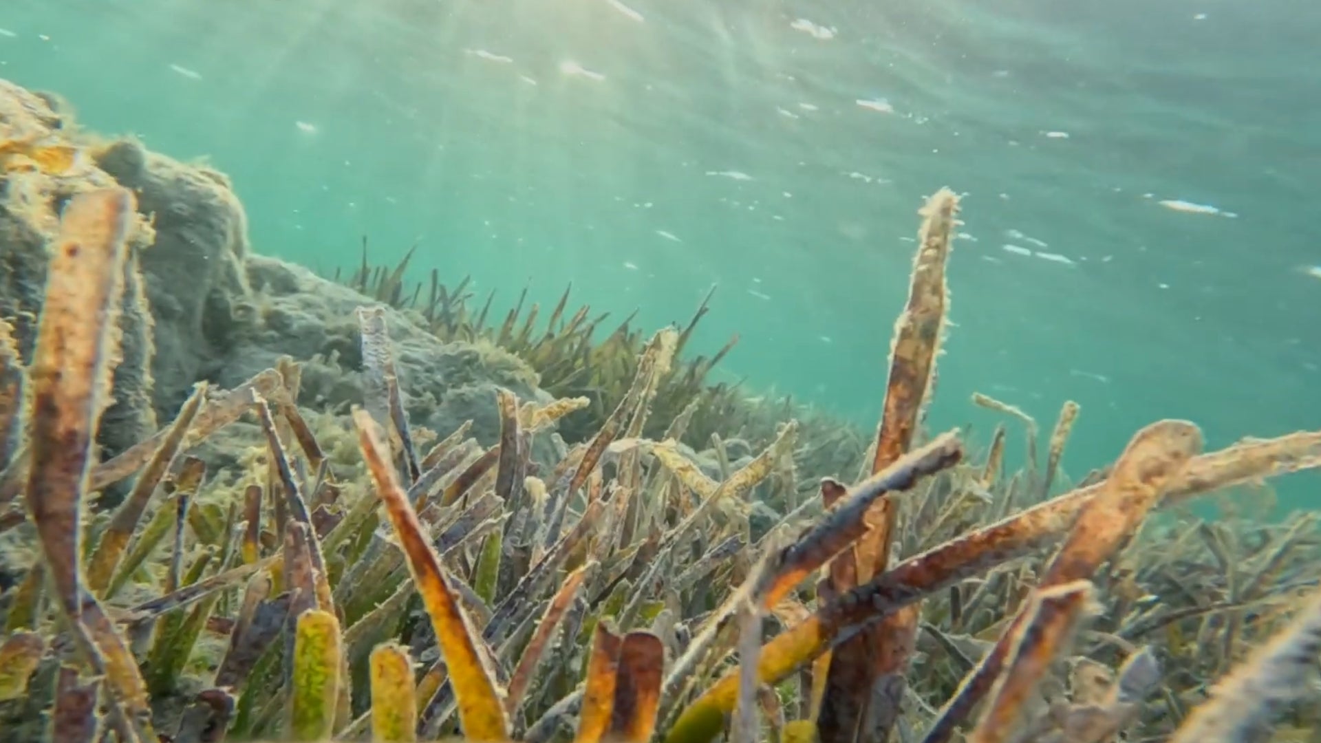 Aquesta espècia és la responsable de la producció d'oxigen. Ecologistes en Acció.