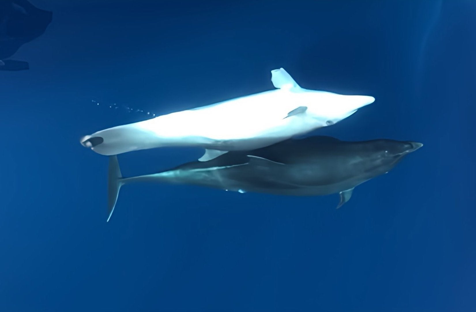 Un dofí trobat a Nules és el cetaci amb amputacions més longeu documentat | UV