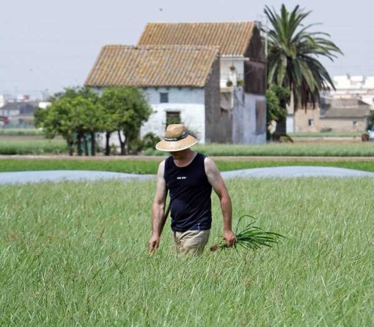 Un llaurador inspecciona el camp de xufa en una imatge d'arxiu