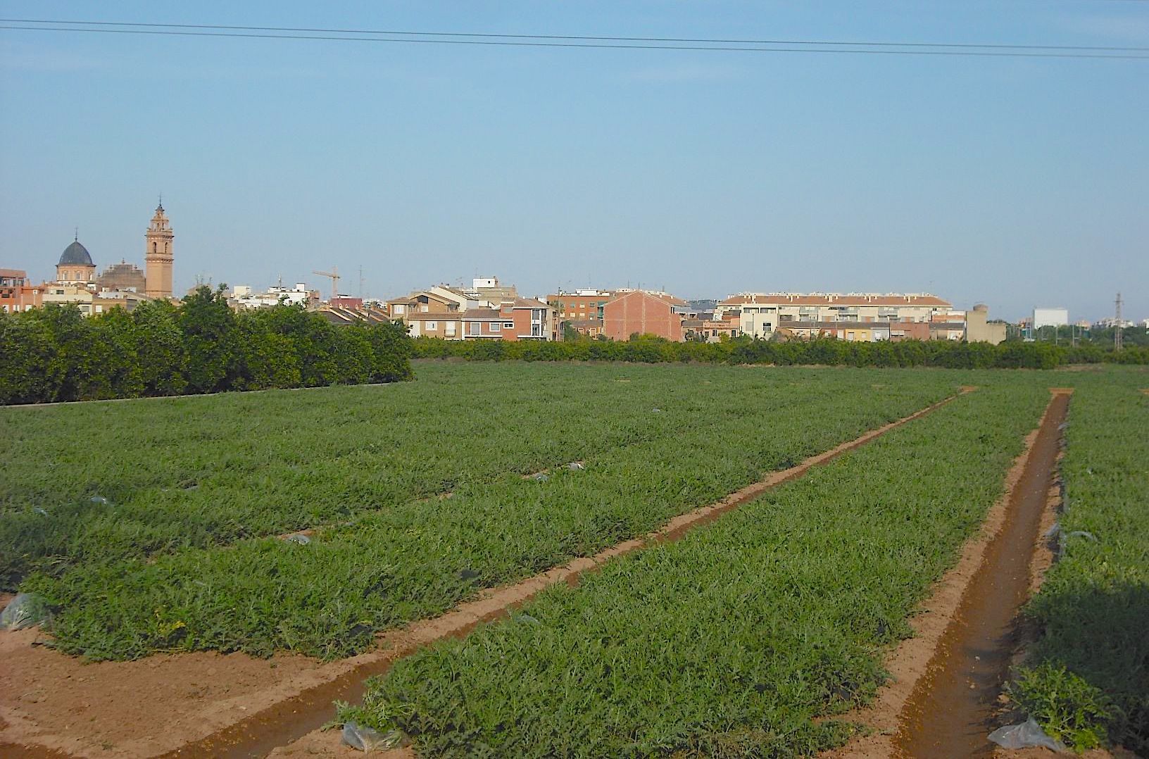 Cultiu de xufa a Foios (l'Horta Nord)
