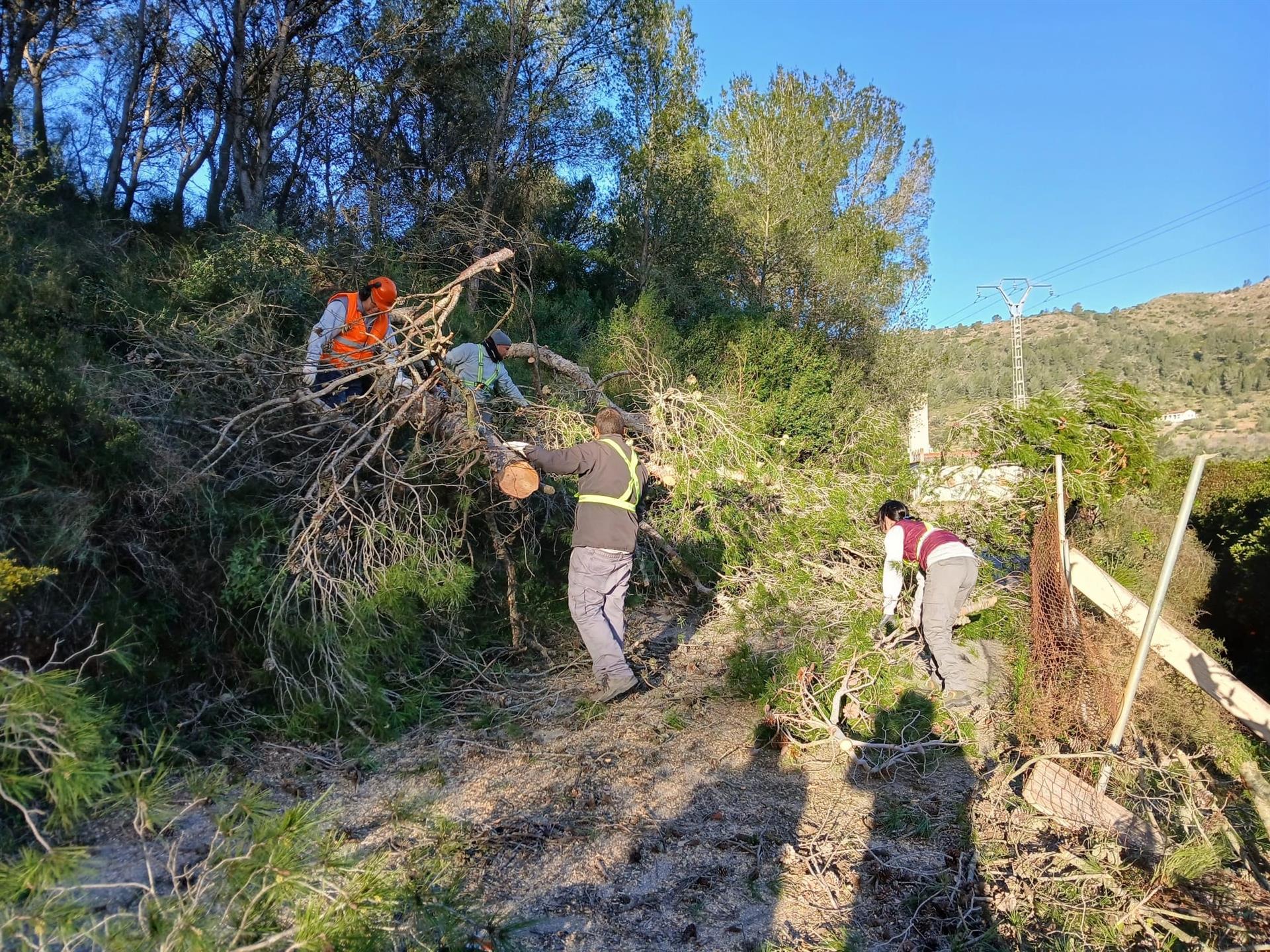 El vent fa caure grans pins a Xàtiva 