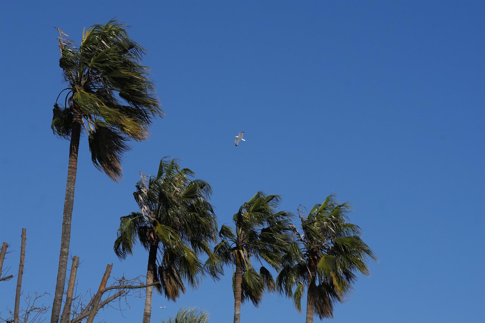 Palmeres amb vent fort | Dacid Zorrakaino | EP