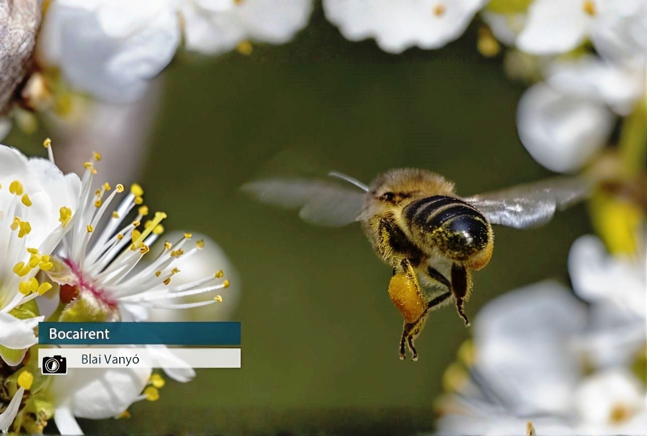 Bocairent - Vlai Vanyó