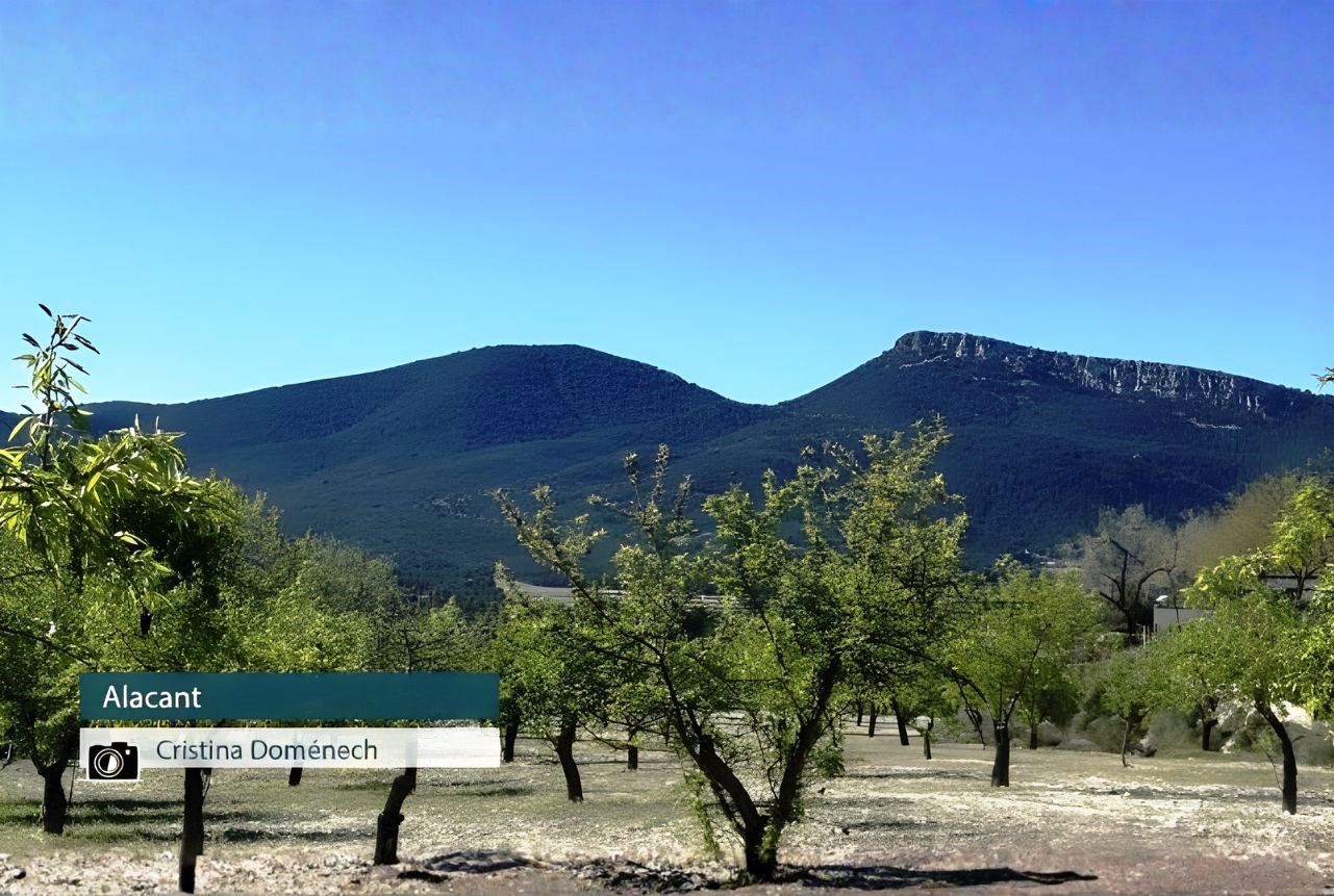 Alacant - Cristina Doménech
