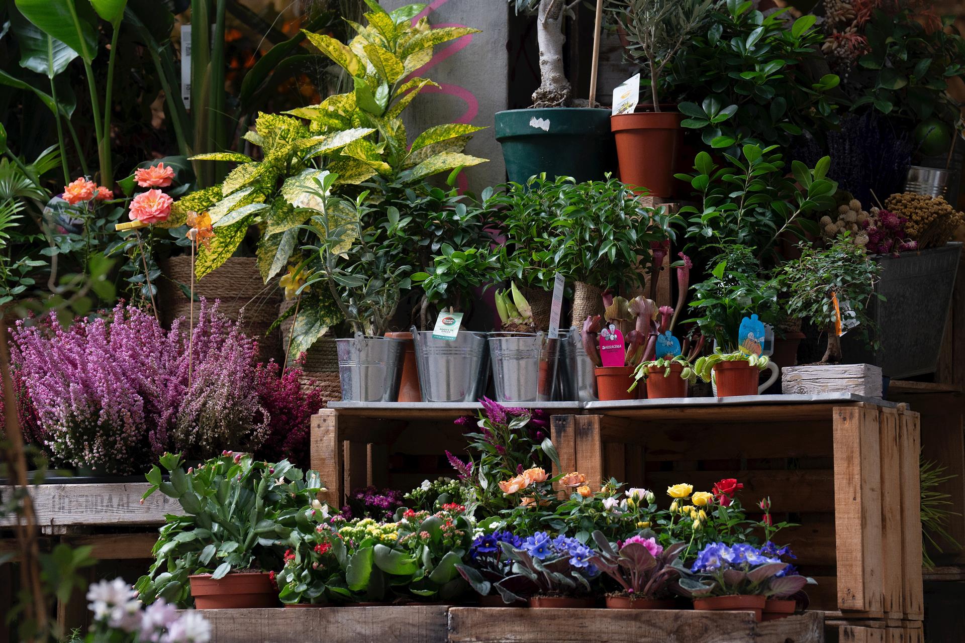 Floristeria al centre d'una ciutat | David Zorrakino | EP