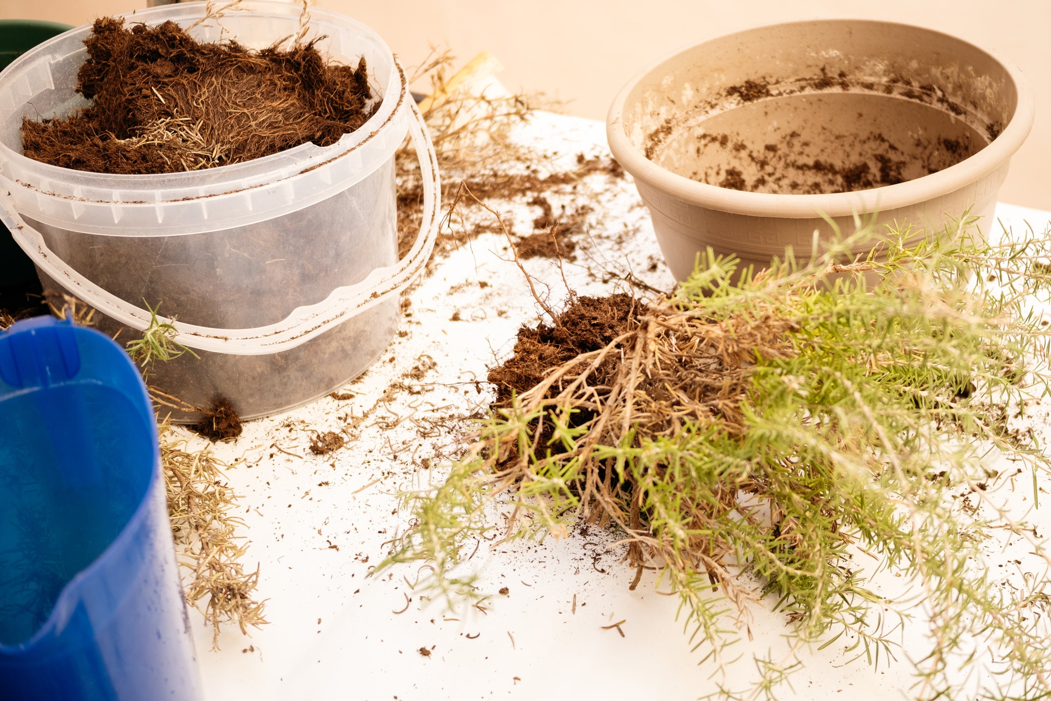 Quina terra necessita cada tipus de planta? | AMIC | Getty