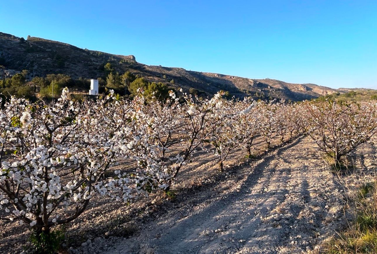 La Vall de Gallinera (la Marina Alta) - Moisès Vizcaino Garrido
