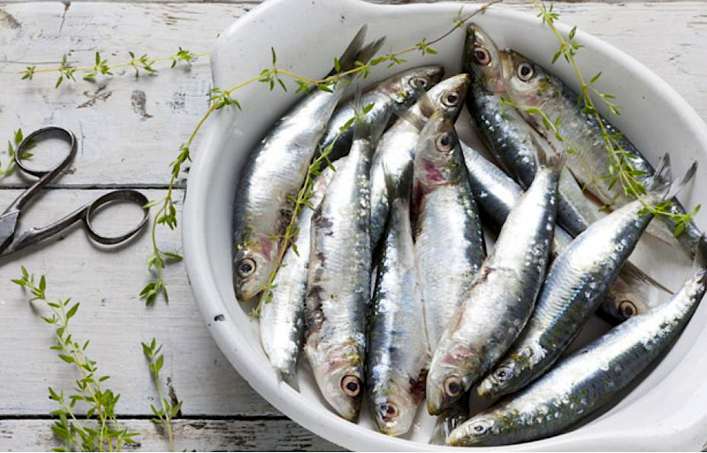 Sardines