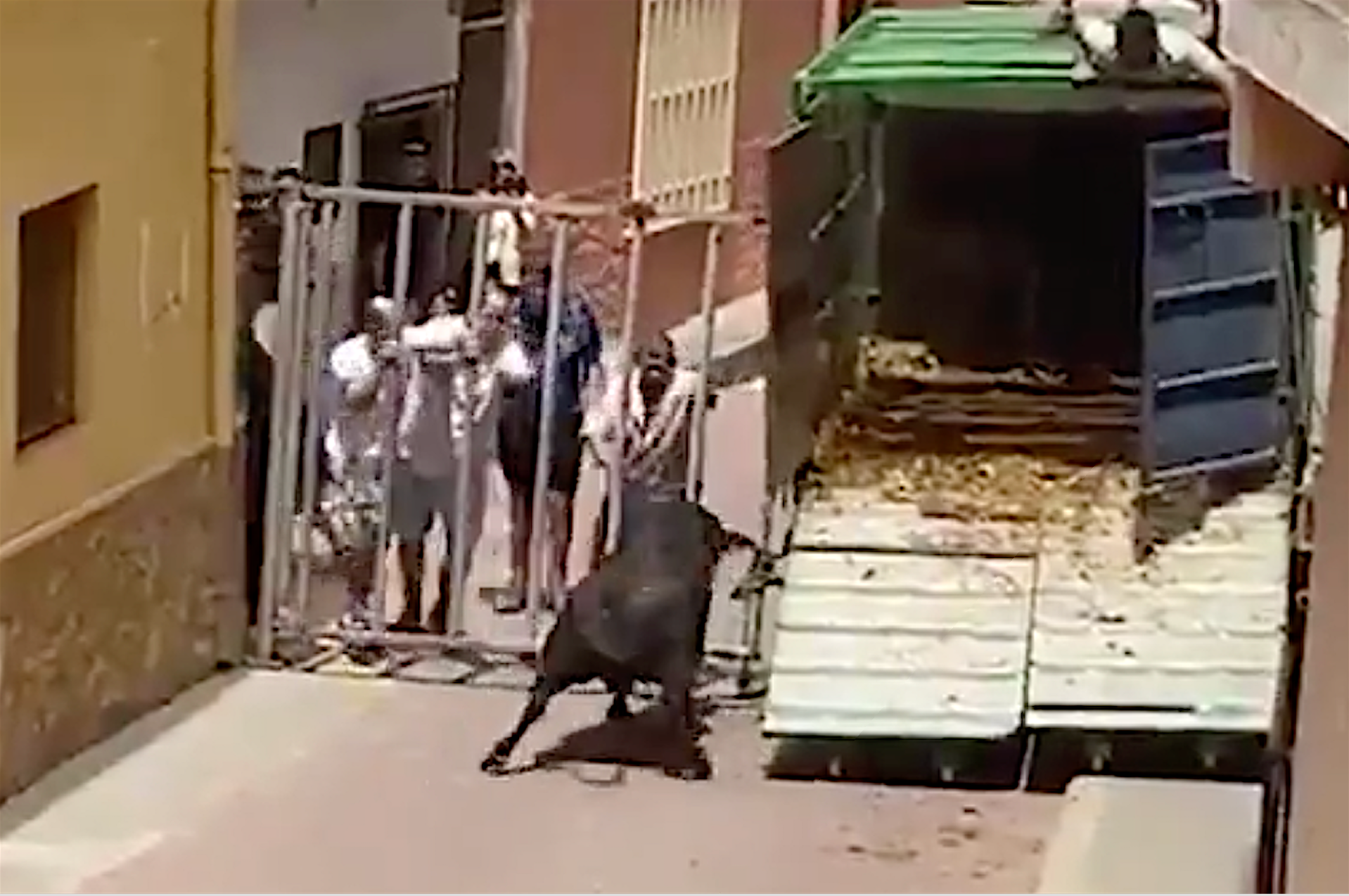 Un bou i sis vages se'n fugen a Gàtova