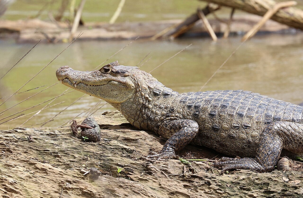 Caiman | Wikimedia Commons